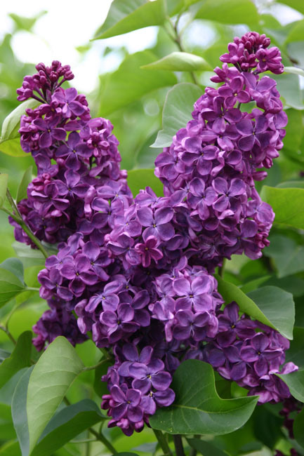 Syringa vulgaris Anne Shiach"